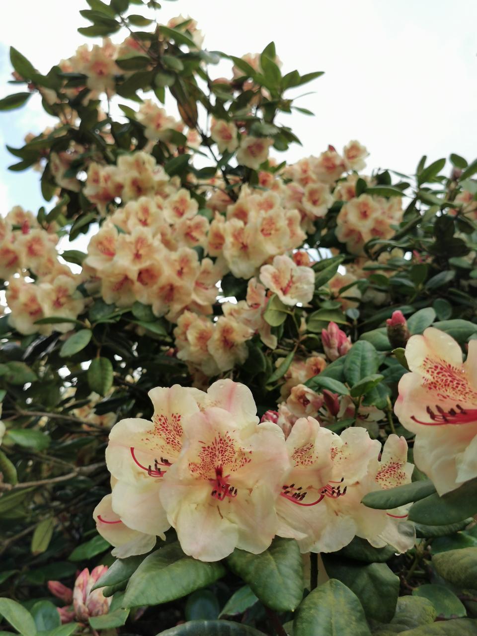 Rhododendronvielfalt
